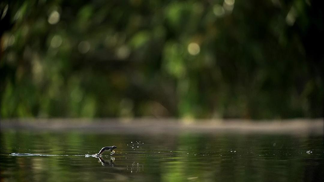 大自然：爱登保罗爷爷带你看绝妙的蛙 Nature: Attenborough's Fabulous Frogs