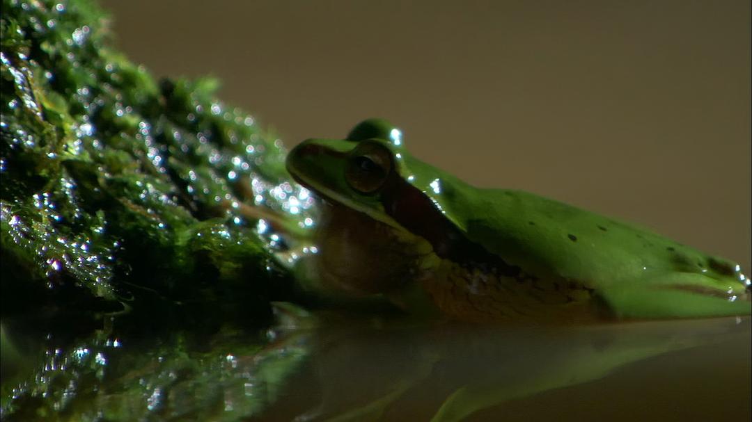 大自然：爱登保罗爷爷带你看绝妙的蛙 Nature: Attenborough's Fabulous Frogs