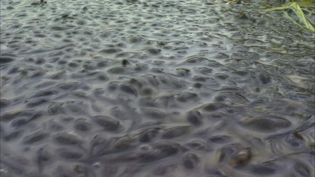 大自然：爱登保罗爷爷带你看绝妙的蛙 Nature: Attenborough's Fabulous Frogs