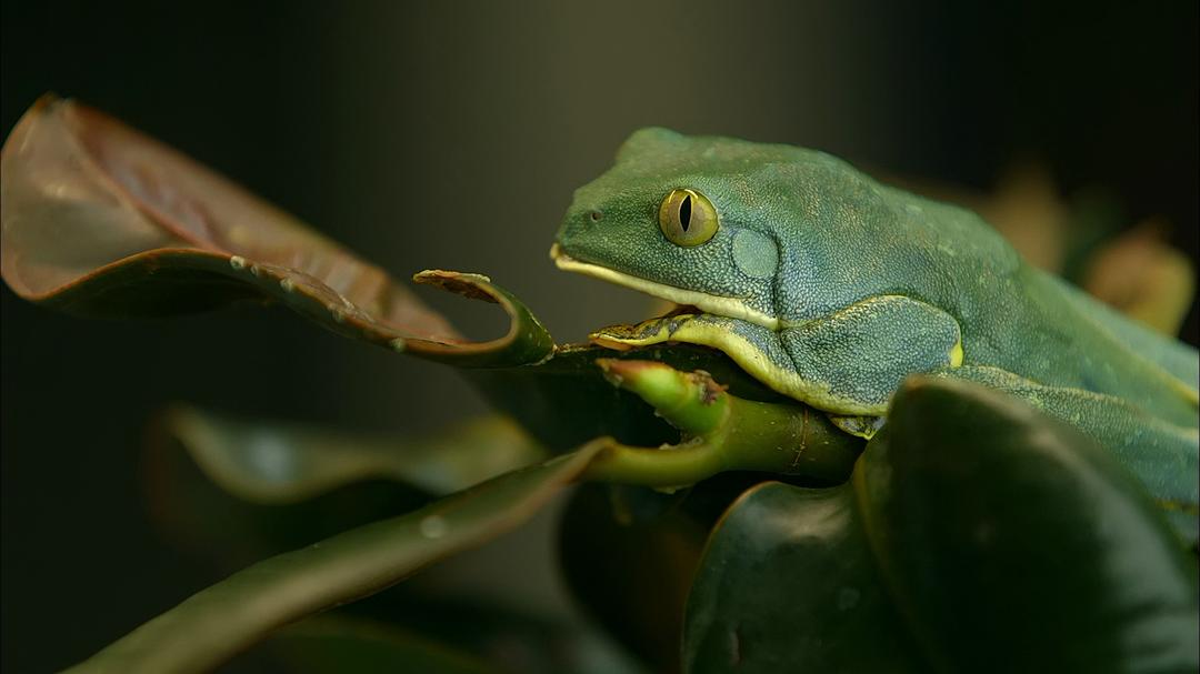 大自然：爱登保罗爷爷带你看绝妙的蛙 Nature: Attenborough's Fabulous Frogs