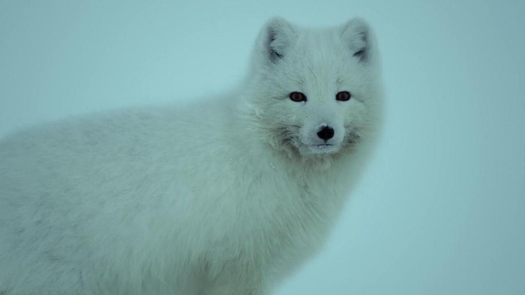 阿拉斯加：地球上的冰冻王国 Alaska: Earth's Frozen Kingdom