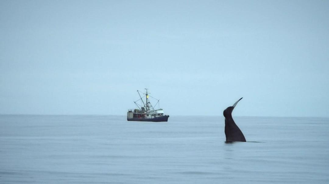 阿拉斯加：地球上的冰冻王国 Alaska: Earth's Frozen Kingdom