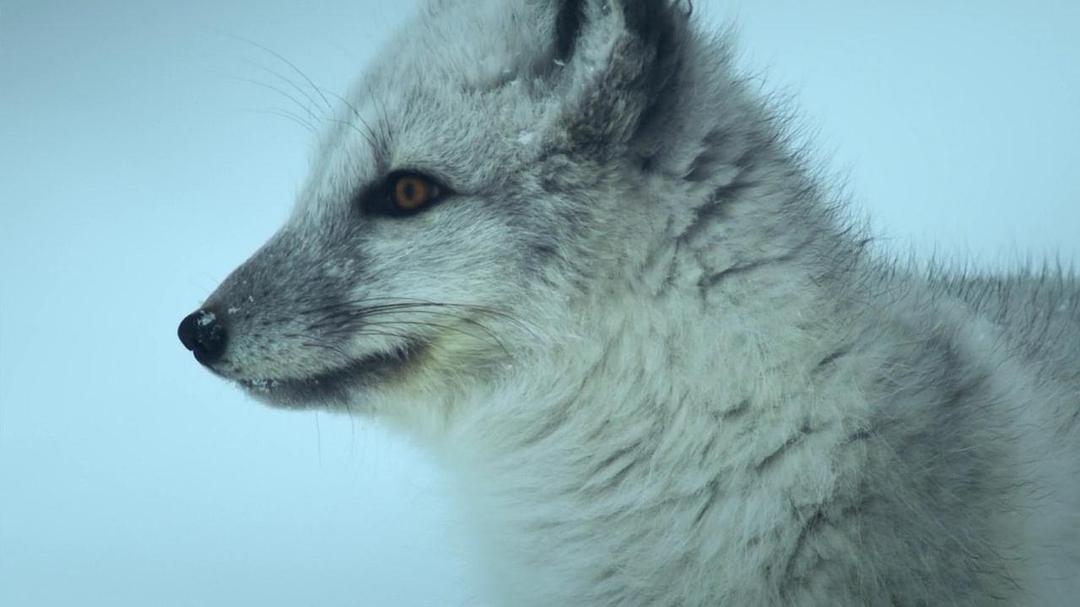 阿拉斯加：地球上的冰冻王国 Alaska: Earth's Frozen Kingdom