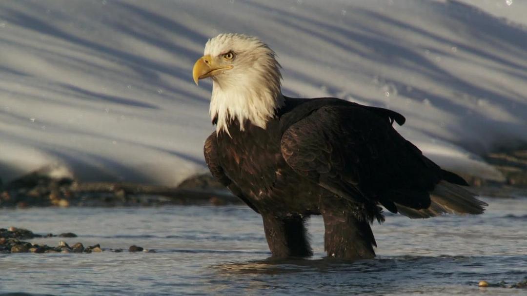 阿拉斯加：地球上的冰冻王国 Alaska: Earth's Frozen Kingdom