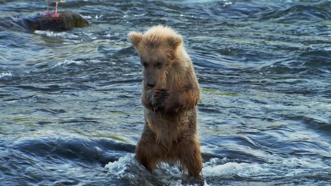 阿拉斯加：地球上的冰冻王国 Alaska: Earth's Frozen Kingdom