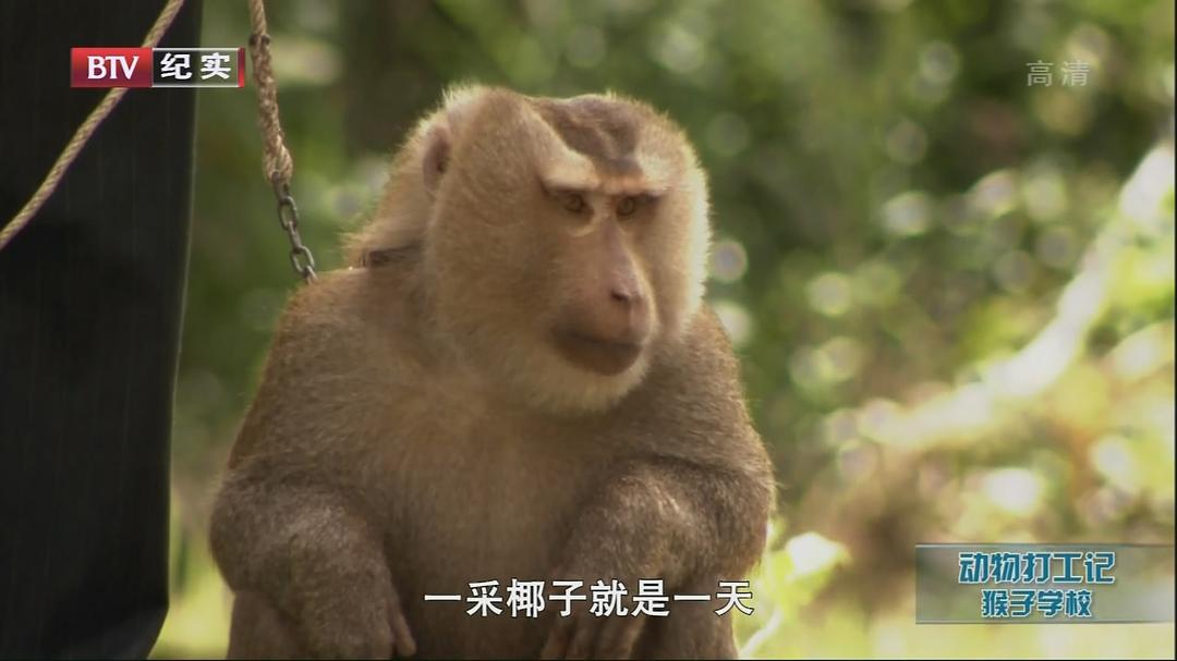 动物打工记 Animals at Work