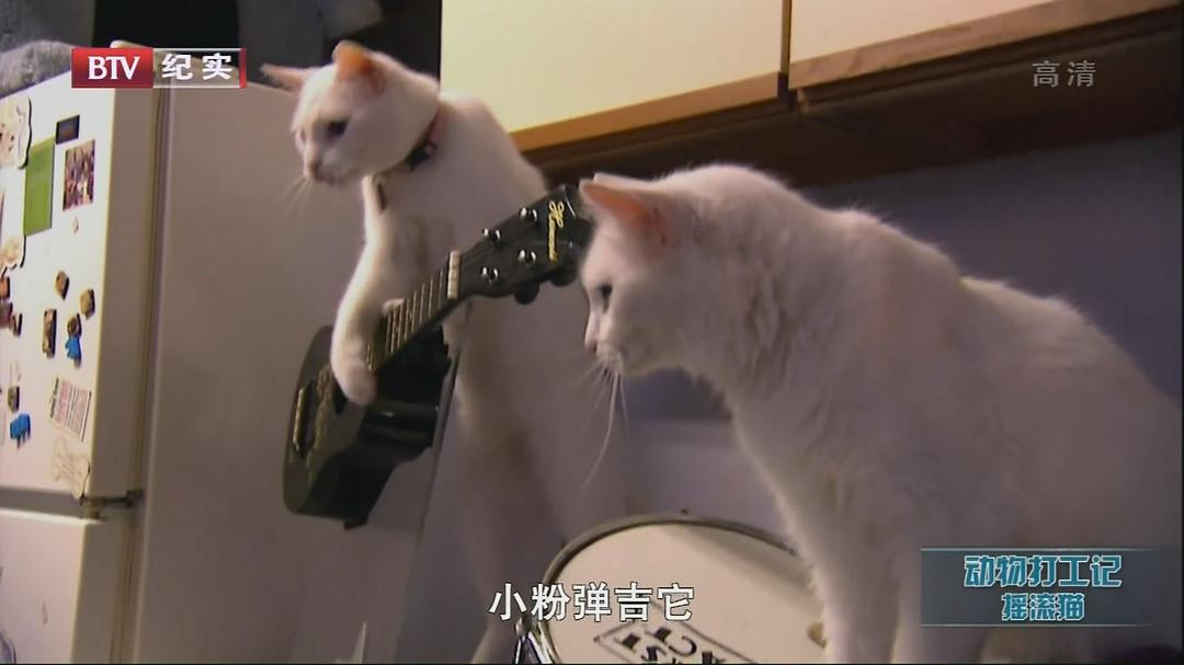 动物打工记 Animals at Work