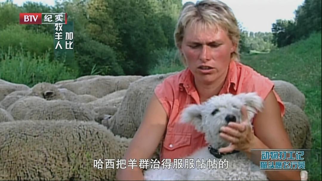 动物打工记 Animals at Work