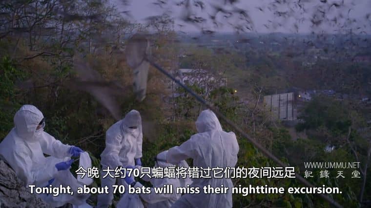 蝙蝠超能力 Bat Superpowers