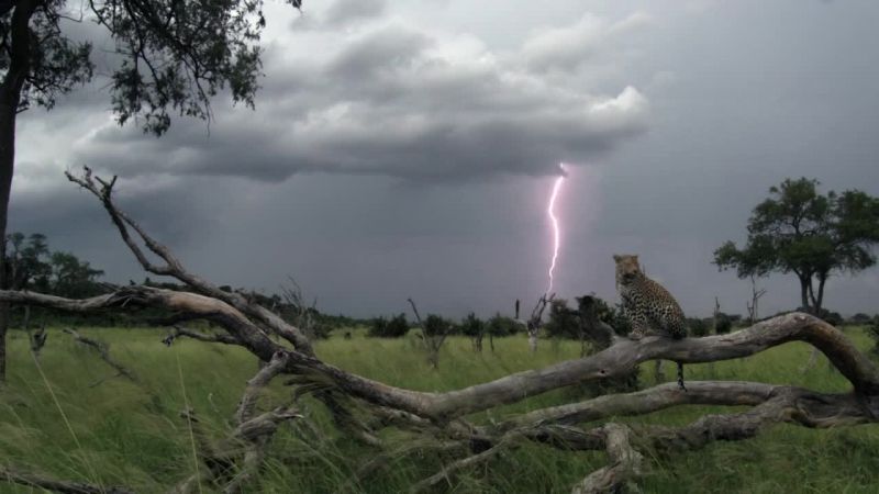 非洲钓鱼豹 Africa&#x27;s Fishing Leopards
