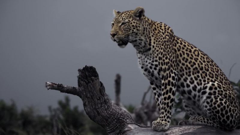 非洲钓鱼豹 Africa&#x27;s Fishing Leopards