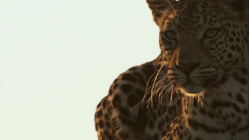非洲钓鱼豹 Africa&#x27;s Fishing Leopards