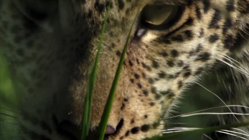 非洲钓鱼豹 Africa&#x27;s Fishing Leopards