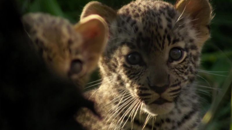 非洲钓鱼豹 Africa&#x27;s Fishing Leopards