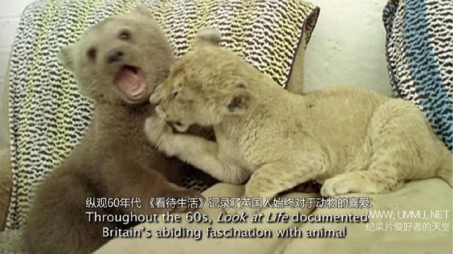 电影里的英国 动物魔力Britain on Film Animal Magic