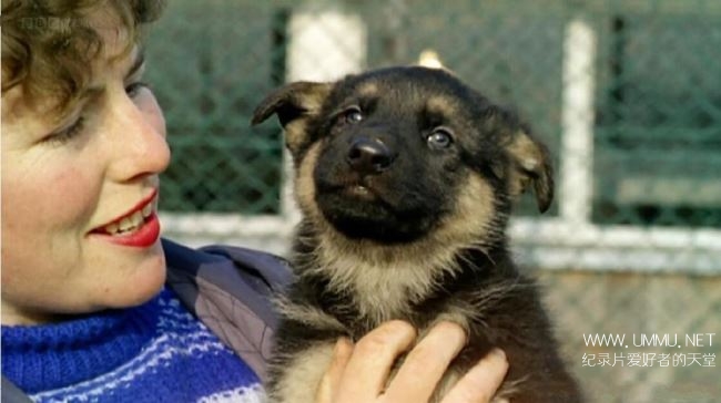 电影里的英国 动物魔力Britain on Film Animal Magic