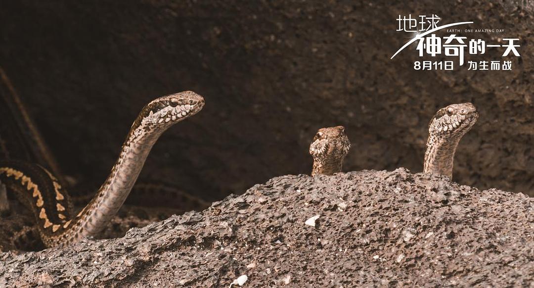 地球：神奇的一天 Earth: One Amazing Day