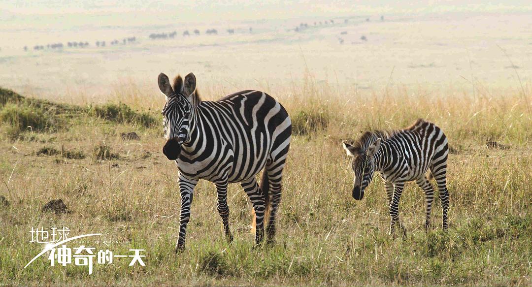 地球：神奇的一天 Earth: One Amazing Day