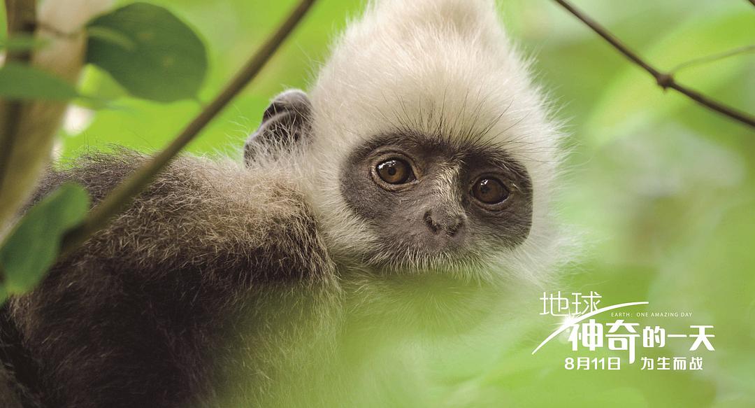 地球：神奇的一天 Earth: One Amazing Day