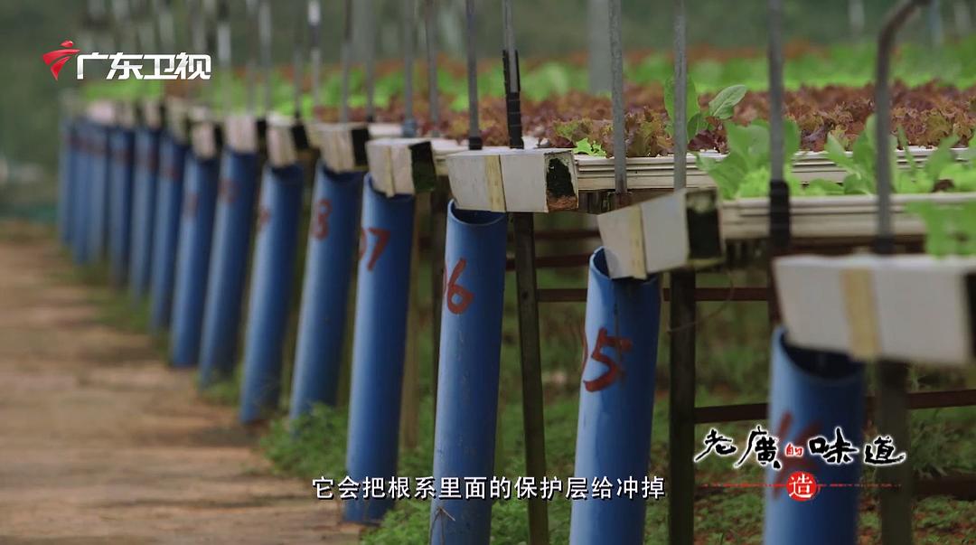 老广的味道 第一季