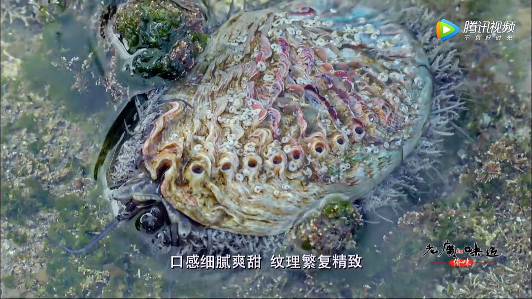 老广的味道 第四季