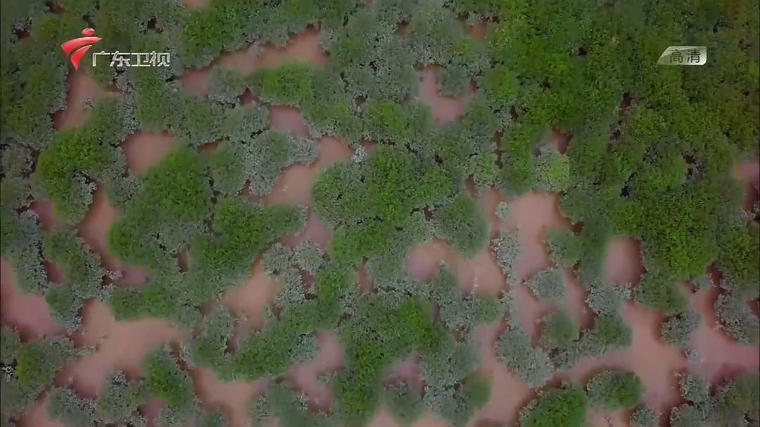 老广的味道 第三季