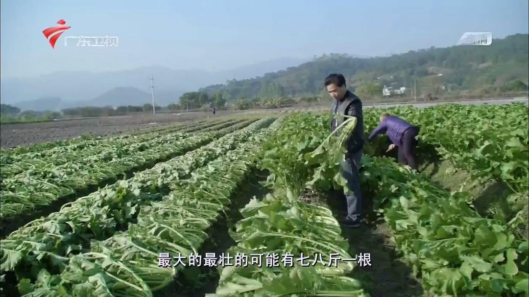 老广的味道 第三季