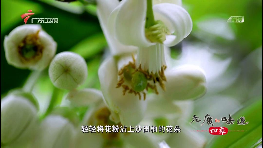 老广的味道 第二季