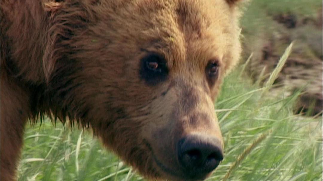 灰熊人 Grizzly Man