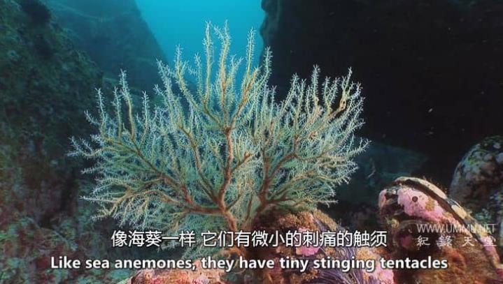 地球生命史 History Of Life On Earth