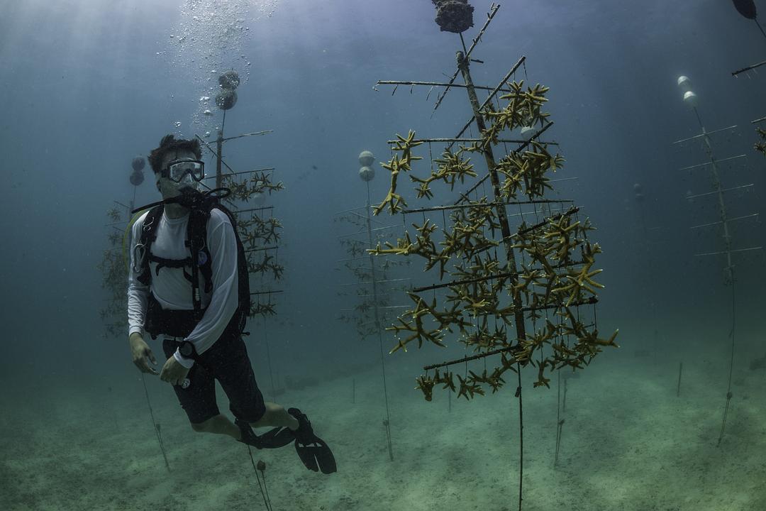 追逐珊瑚 Chasing Coral