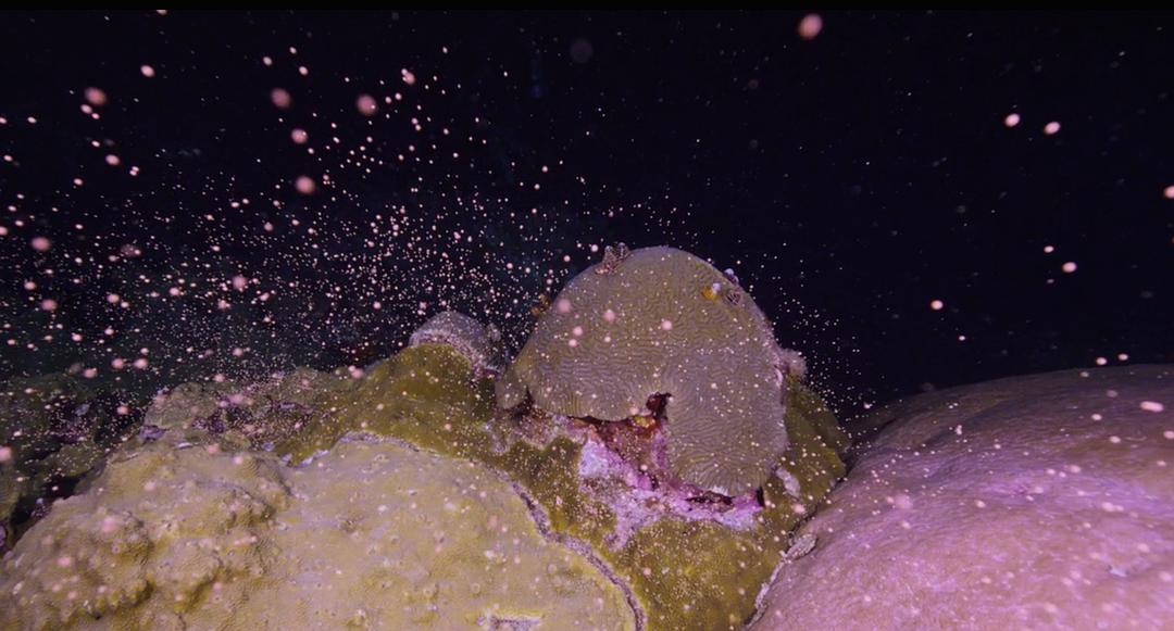 追逐珊瑚 Chasing Coral