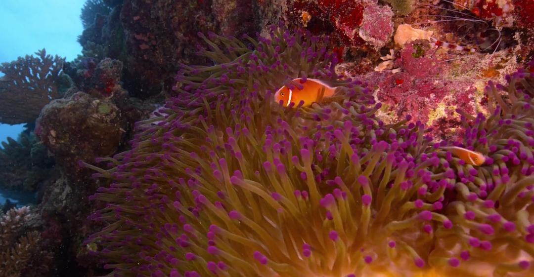 追逐珊瑚 Chasing Coral