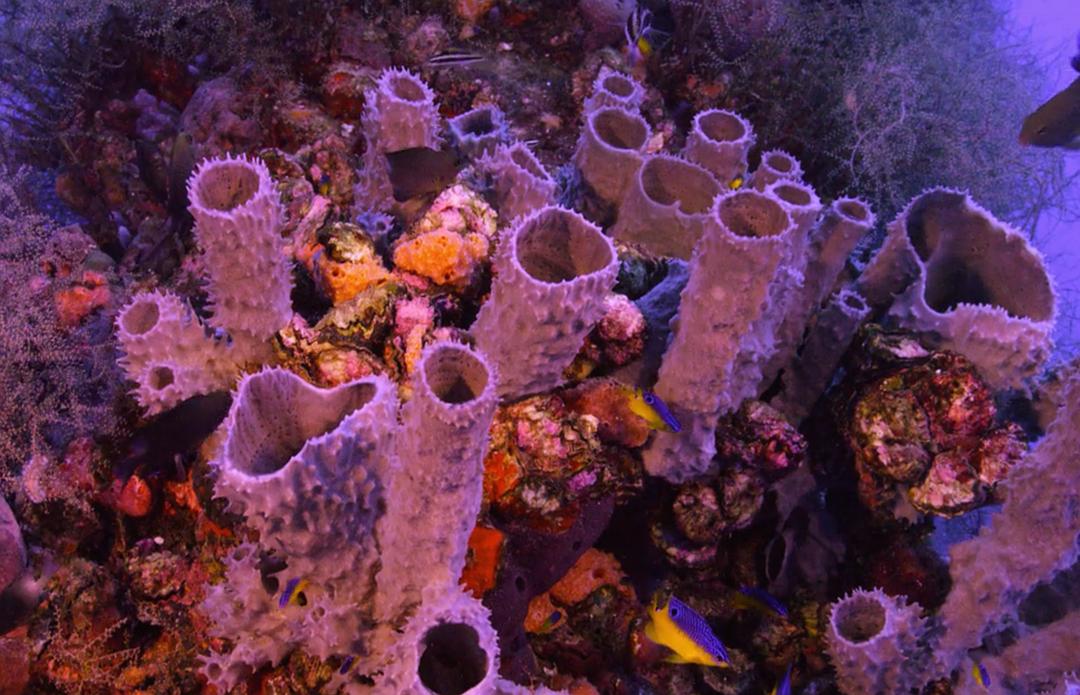 追逐珊瑚 Chasing Coral