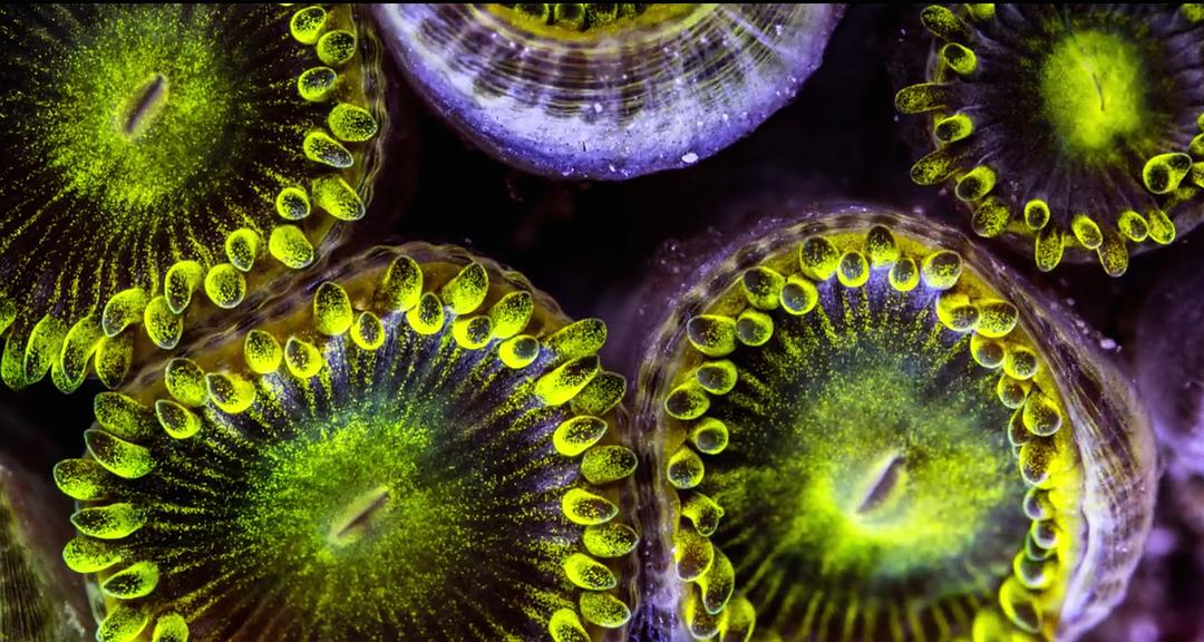 追逐珊瑚 Chasing Coral