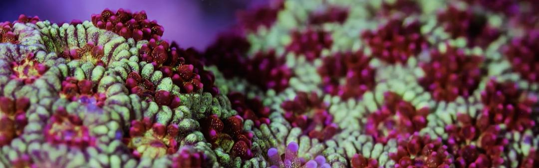 追逐珊瑚 Chasing Coral