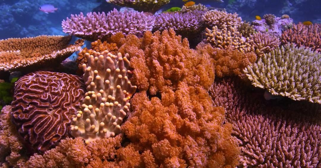 追逐珊瑚 Chasing Coral