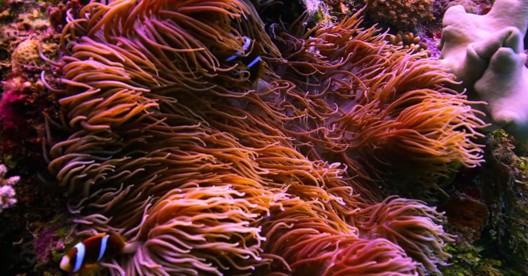 追逐珊瑚 Chasing Coral