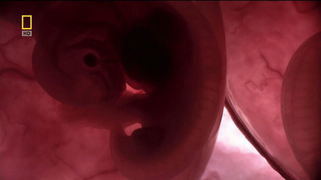 子宫日记：多胞胎 In the Womb: Multiples