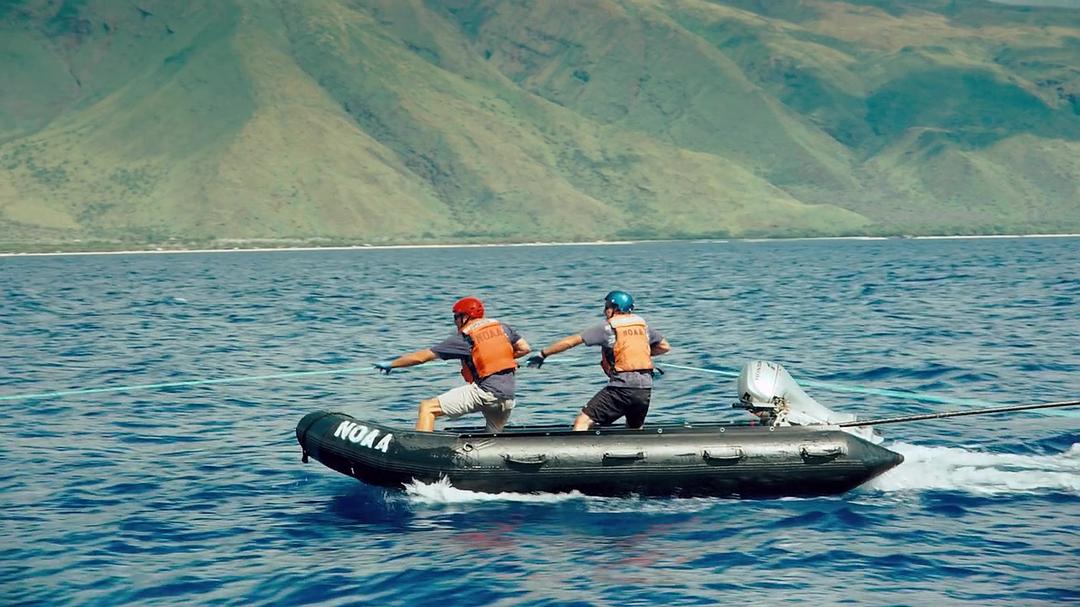 座头鲸 Humpback Whales