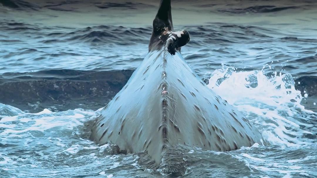 座头鲸 Humpback Whales