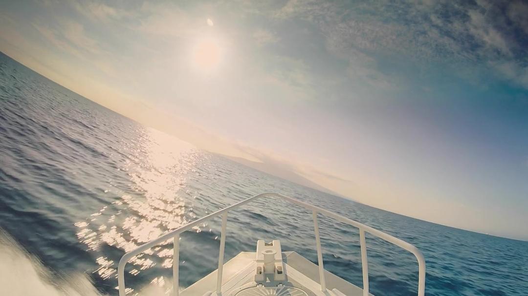 座头鲸 Humpback Whales