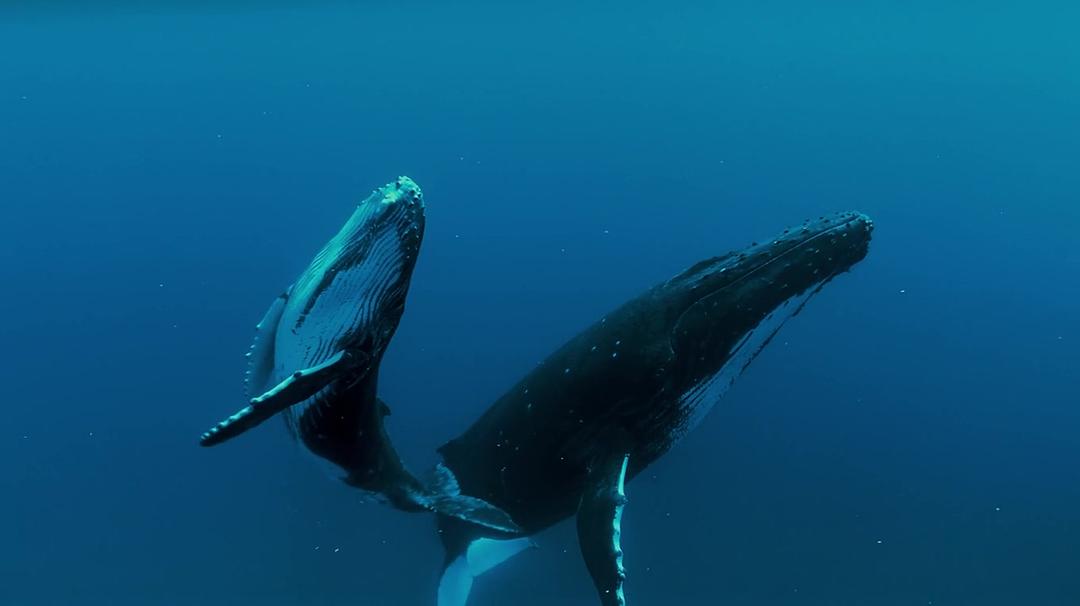 座头鲸 Humpback Whales