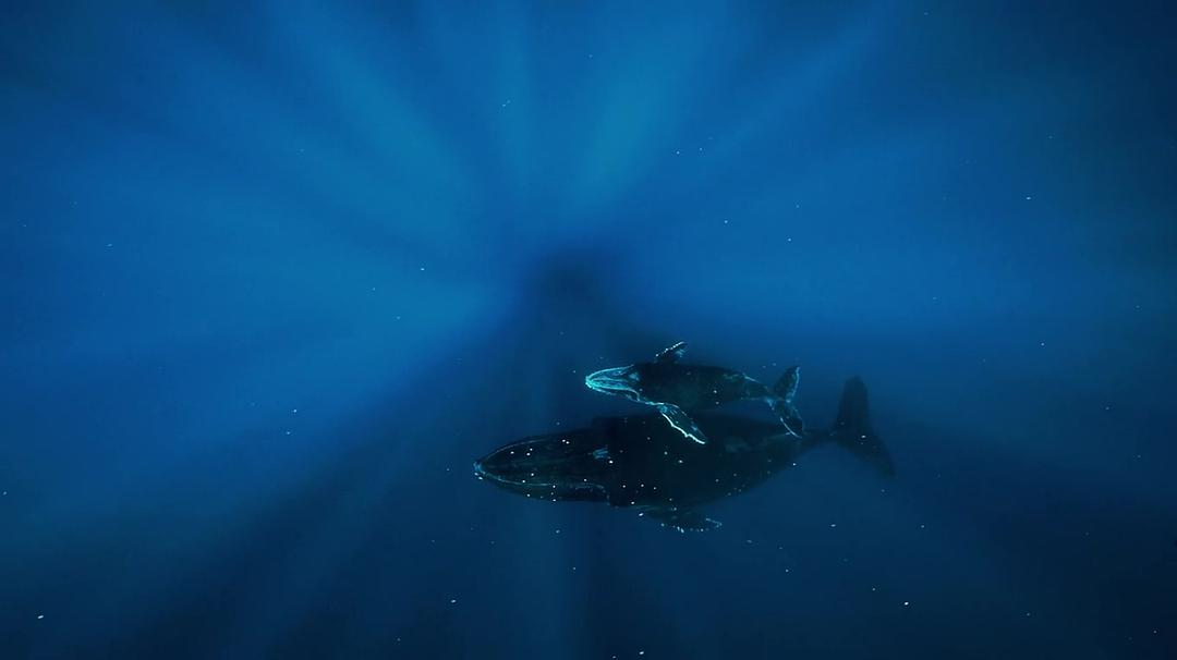 座头鲸 Humpback Whales