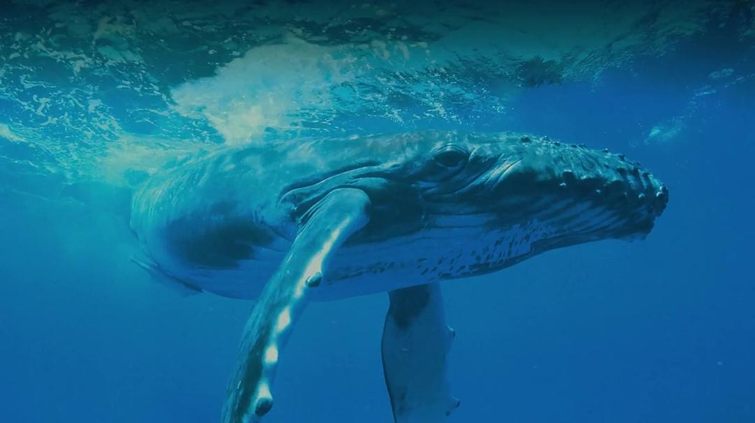 座头鲸 Humpback Whales