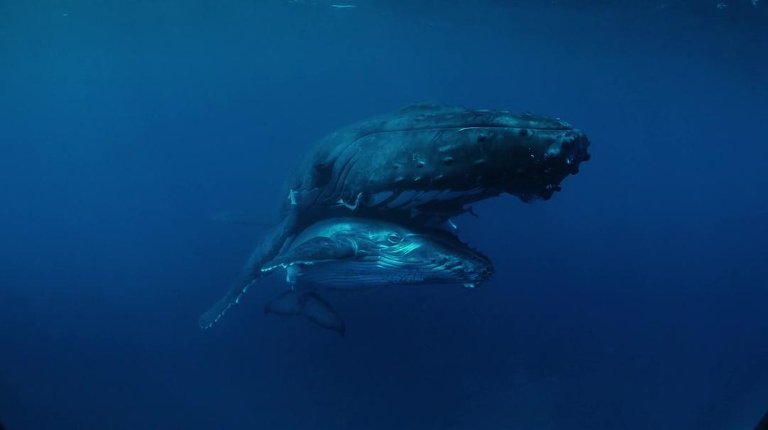 座头鲸 Humpback Whales