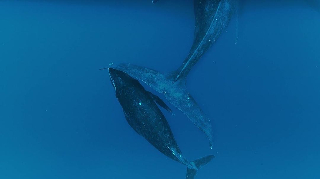 座头鲸 Humpback Whales
