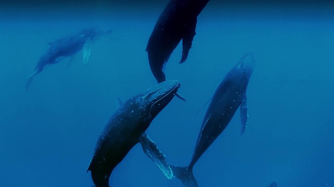 座头鲸 Humpback Whales