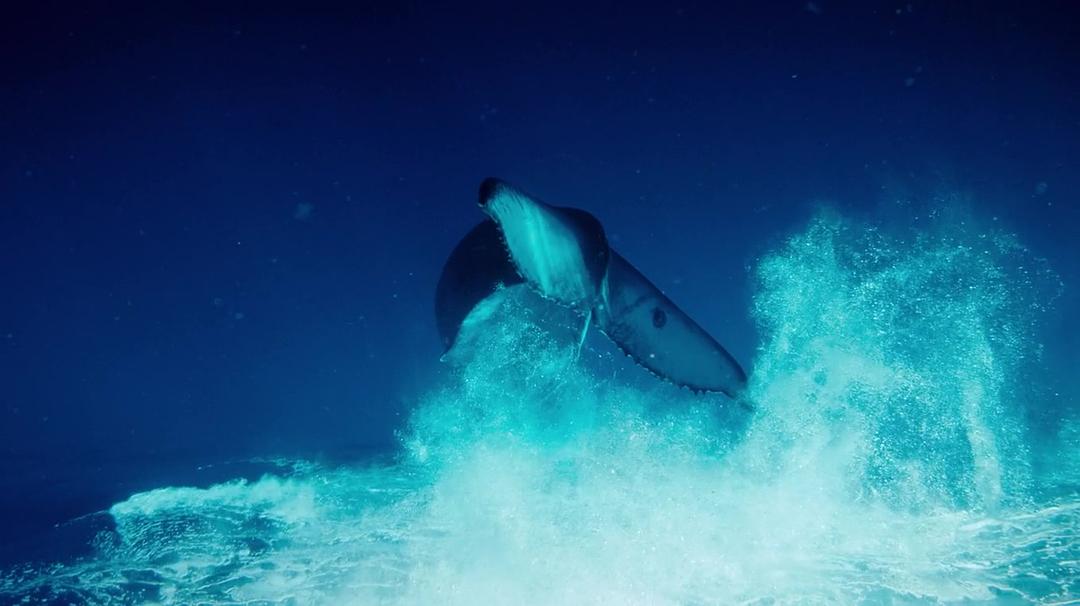 座头鲸 Humpback Whales