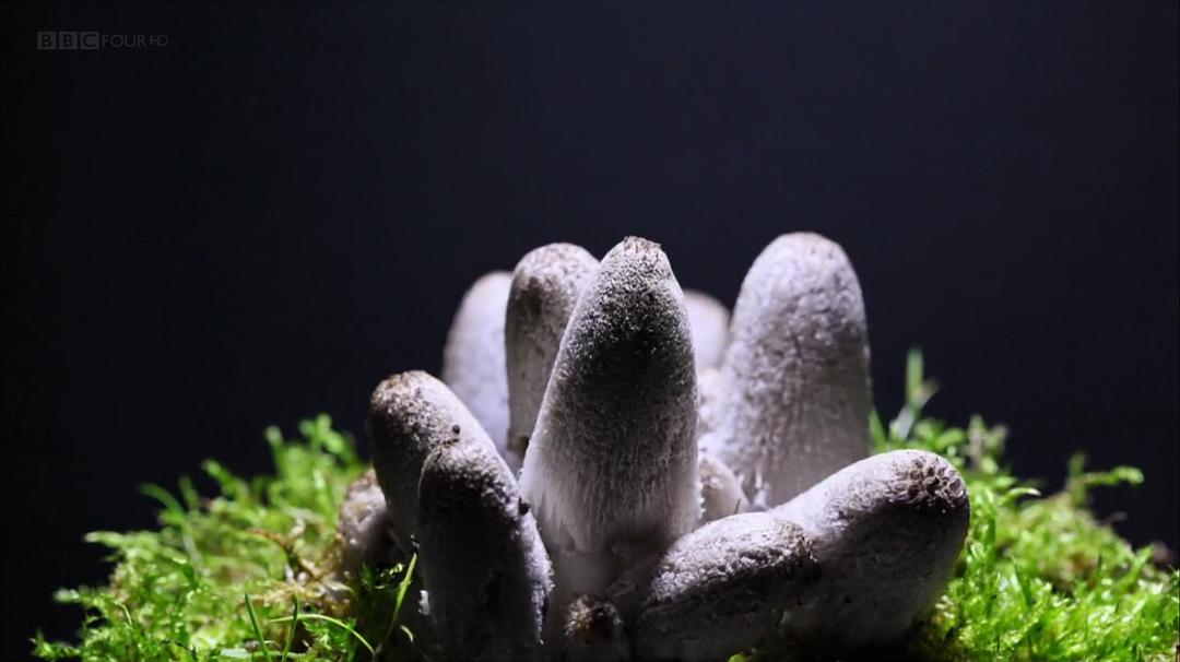 魔力蘑菇 The Magic of Mushrooms